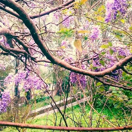 Сasa de vacaciones Casa Da Floresta - Senhora Da Paz *